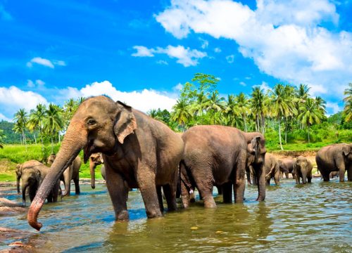 Pinnawala Elephant Orphanage