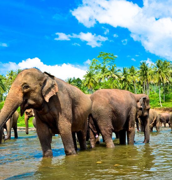 Pinnawala Elephant Orphanage
