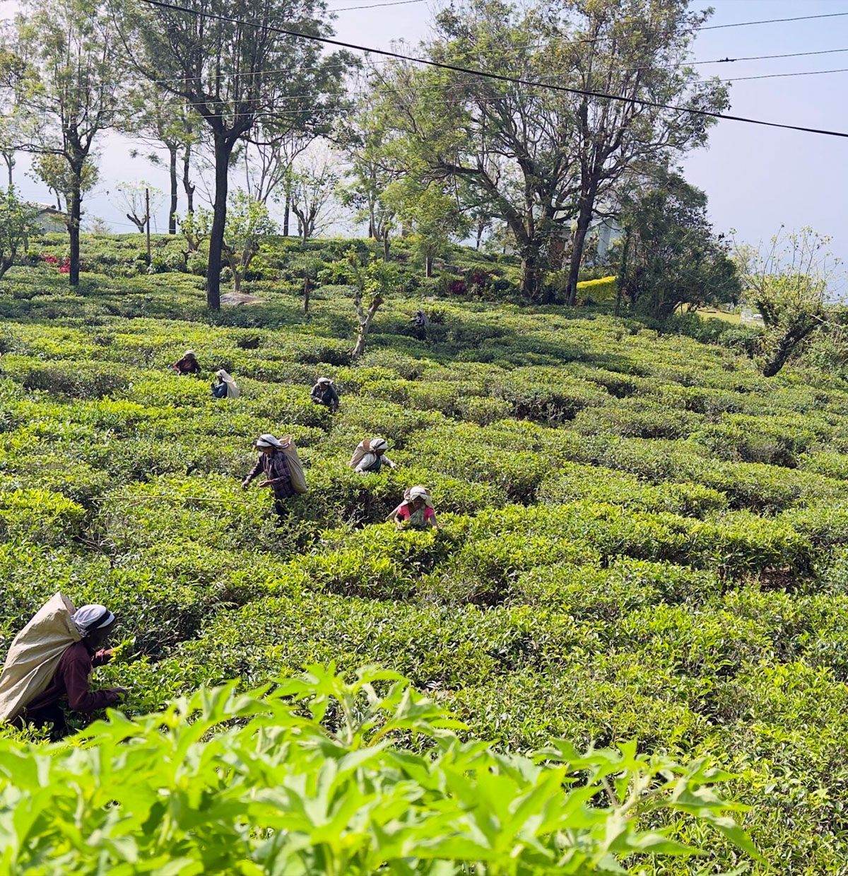 Nuwara Eliya - Where Mist Kisses Mountains & Tea Leaves Dance