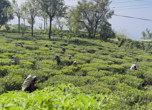 Nuwara Eliya - Where Mist Kisses Mountains & Tea Leaves Dance